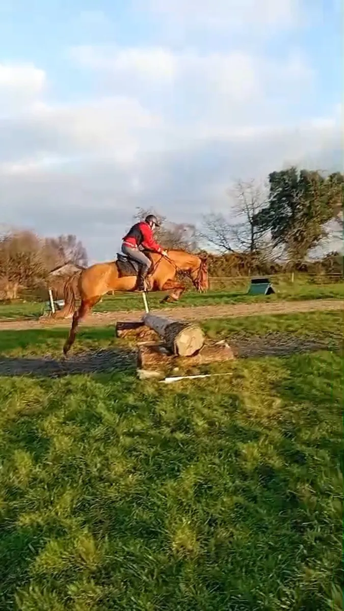 Rising 4yo full irish draught filly - Image 4