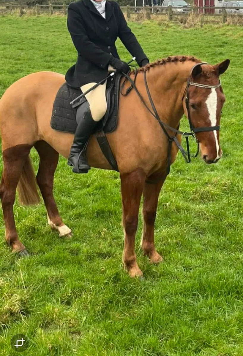 Rising 4yo full irish draught filly - Image 1