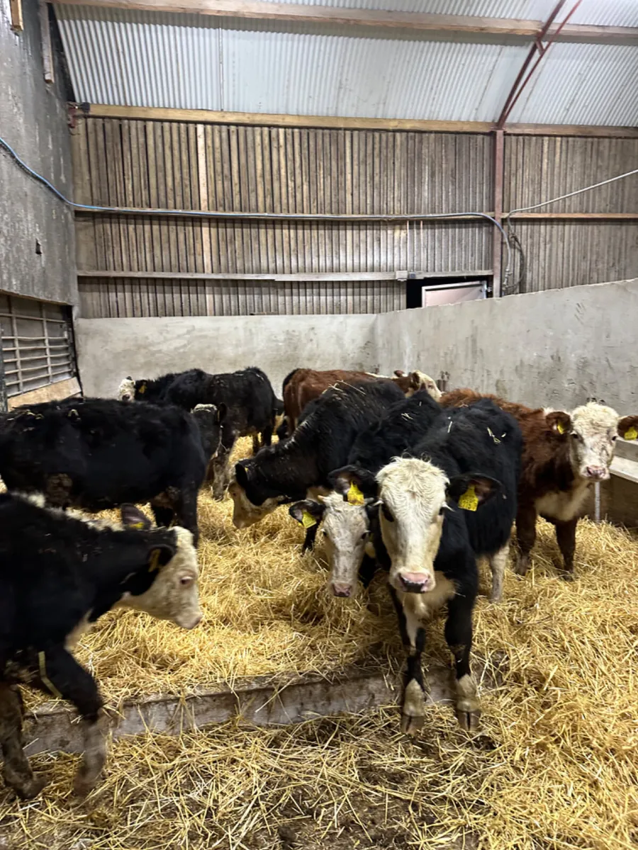 Hereford heifers - Image 3