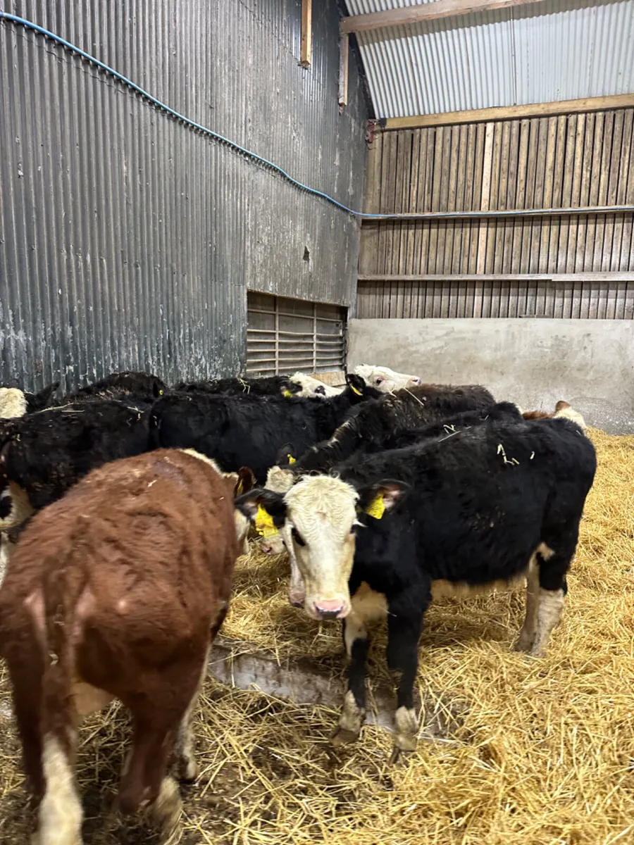 Hereford heifers - Image 2