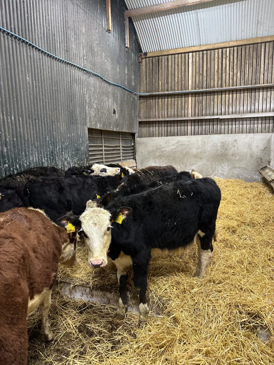 Hereford heifers - Image 1