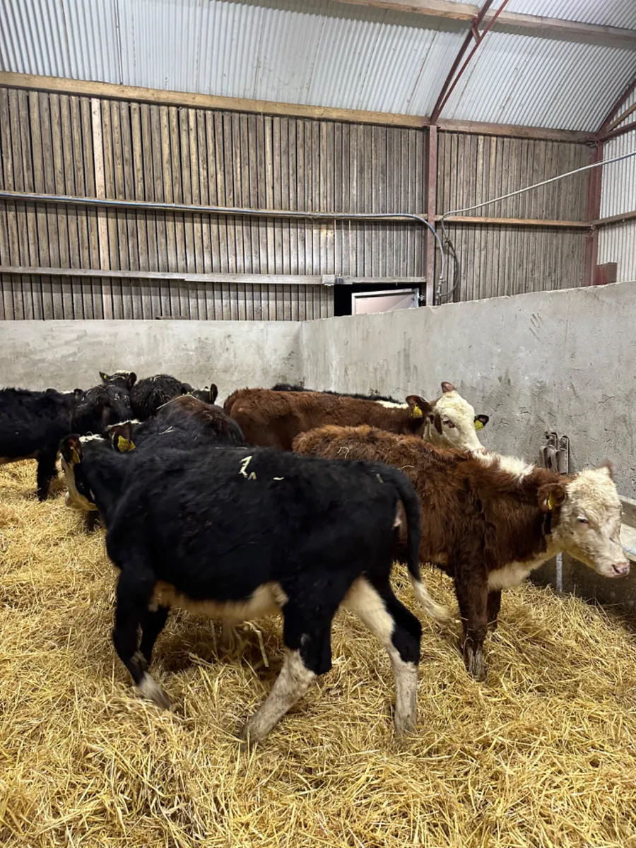 Hereford heifers - Image 4