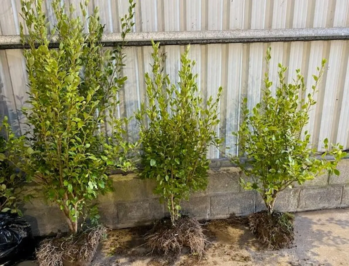 Bare Root Hedges available - Image 4