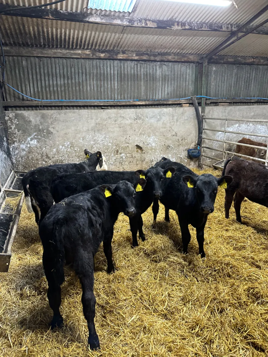 Angus and Hereford heifer - Image 1