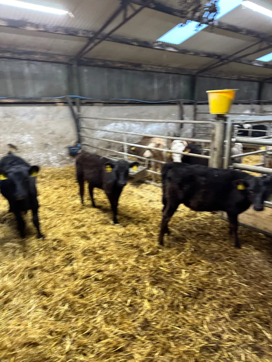 Angus and Hereford heifer - Image 4