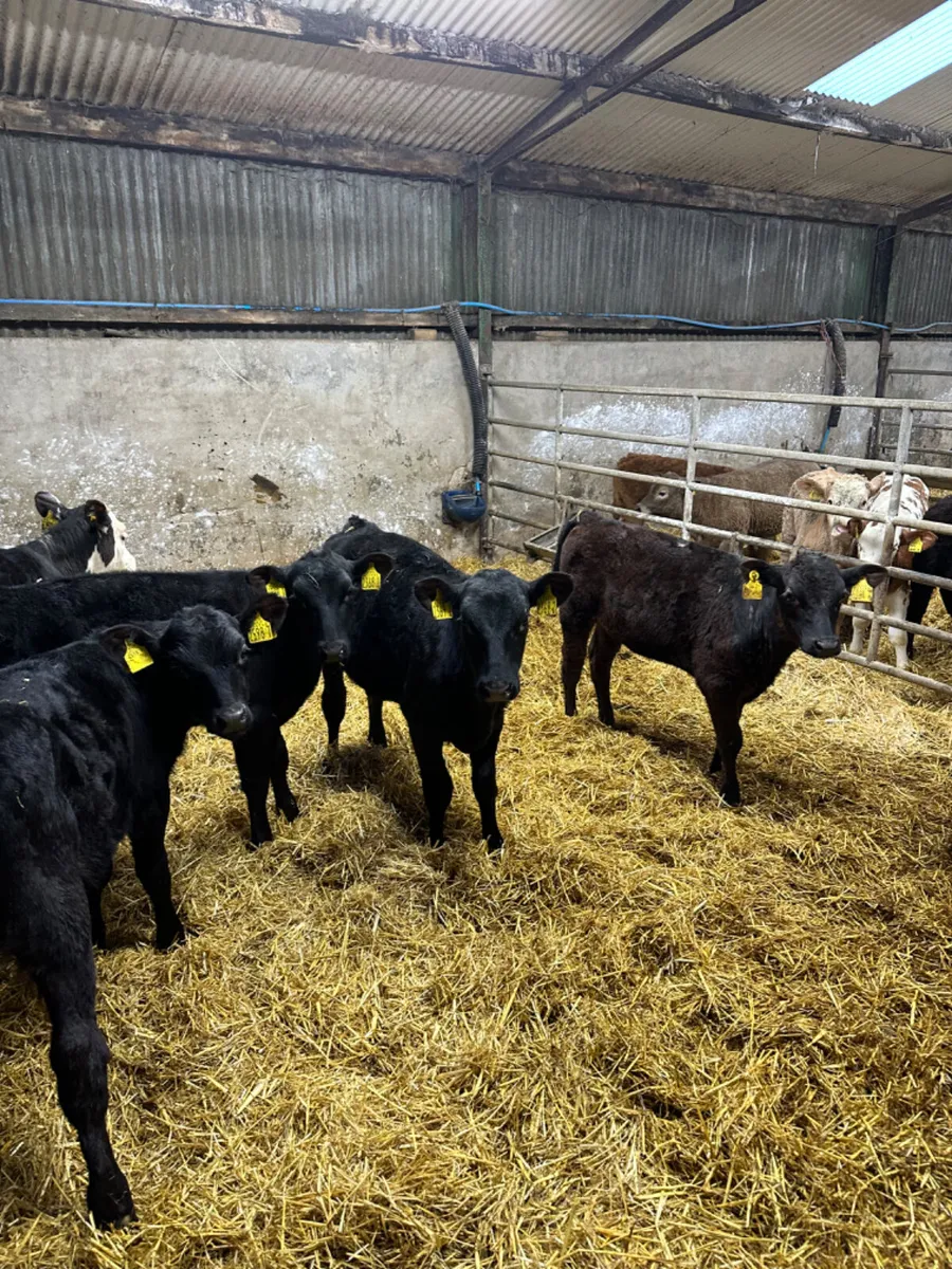 Angus and Hereford heifer - Image 3