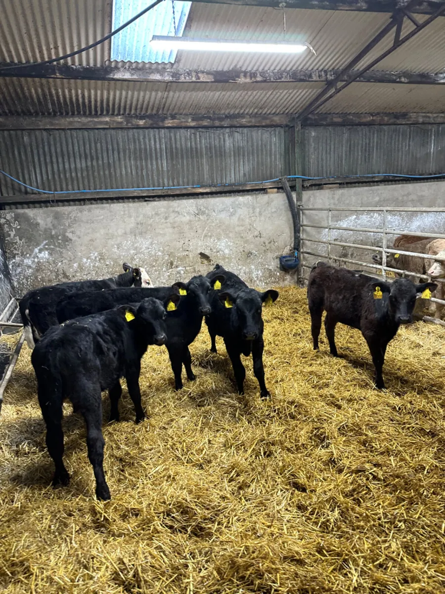 Angus and Hereford heifer - Image 2