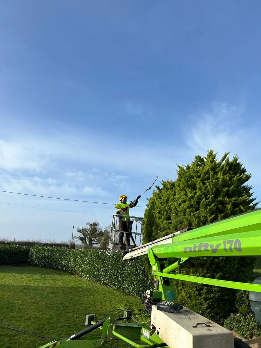 Tree surgery tree felling - Image 3