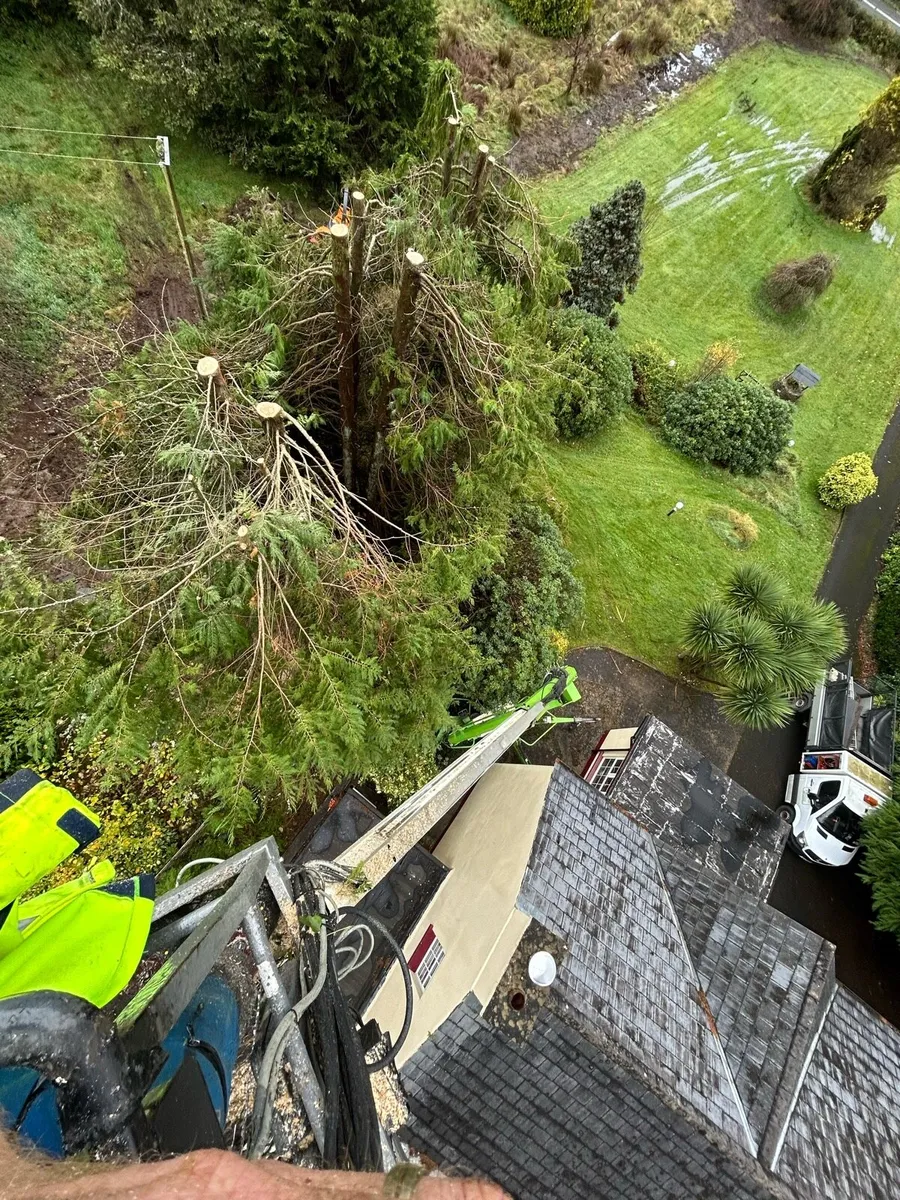 Tree surgery tree felling - Image 4