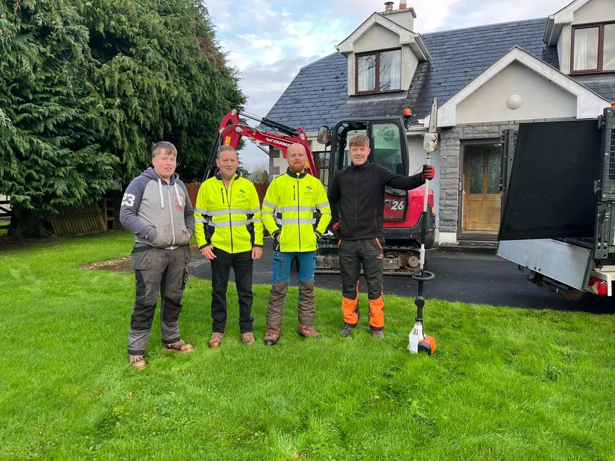 Tree surgery tree felling - Image 1