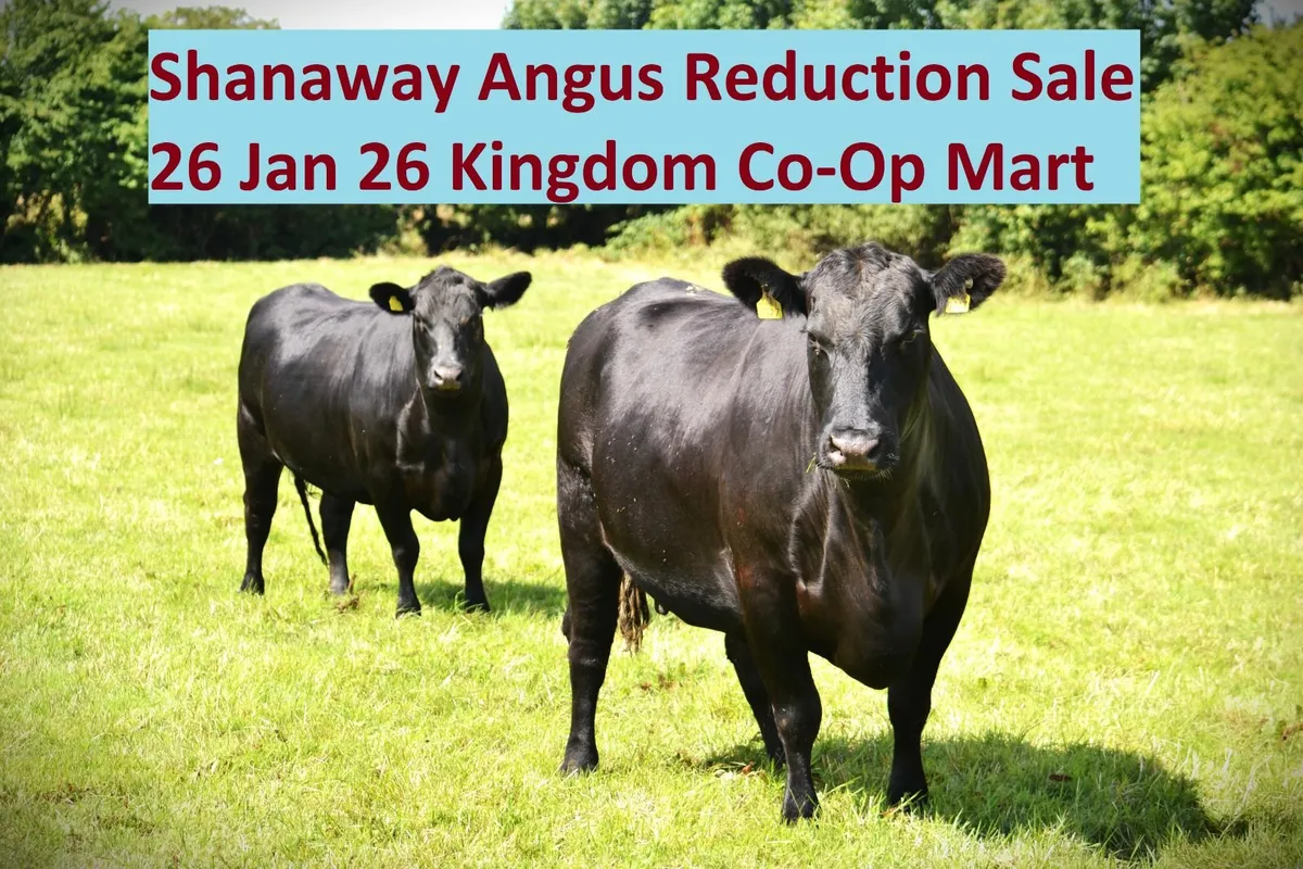 Quality Purebred Angus - Image 1