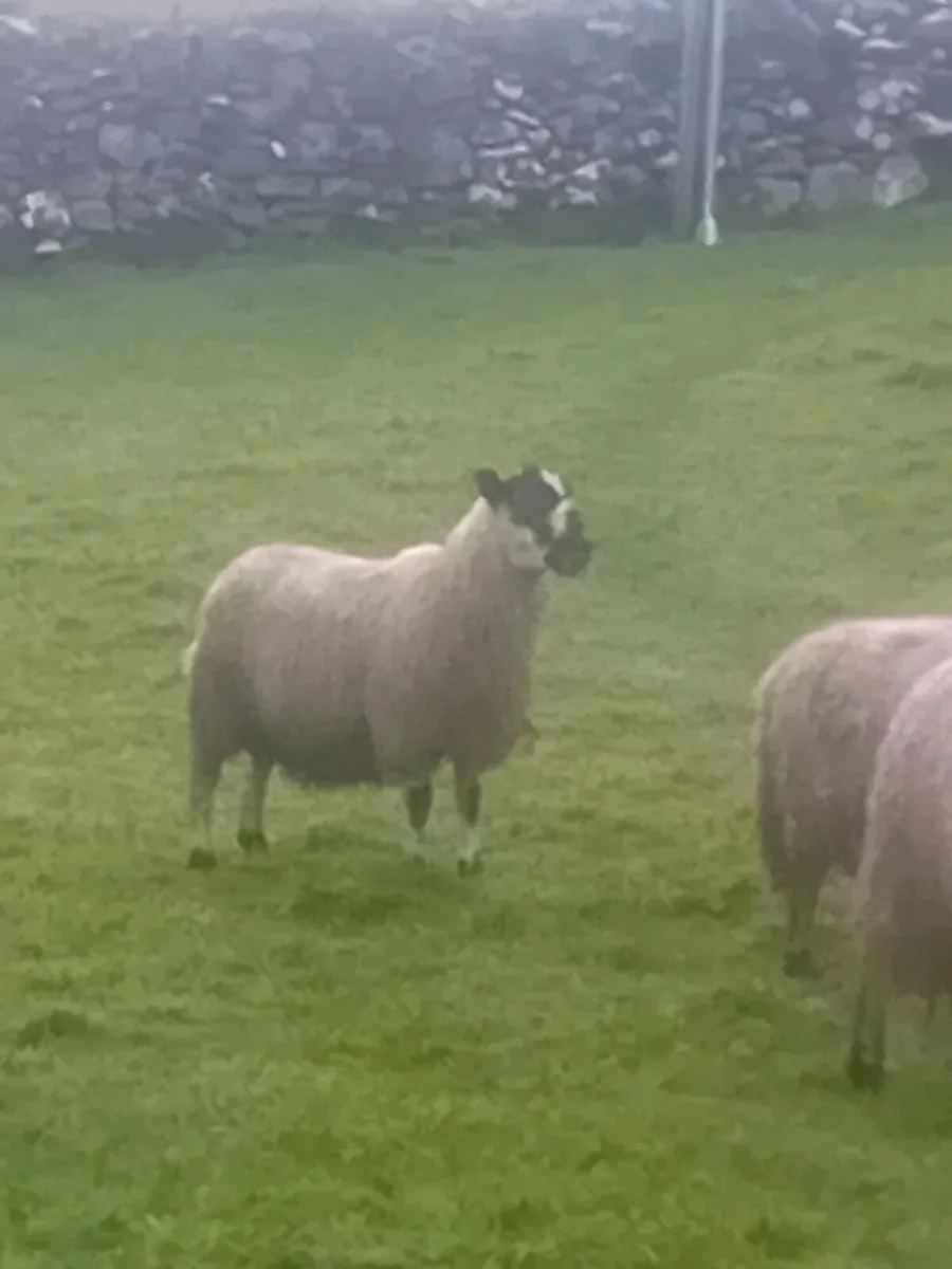 Mule ewe lambs - Image 2