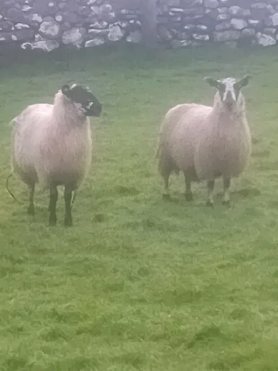 Mule ewe lambs - Image 3