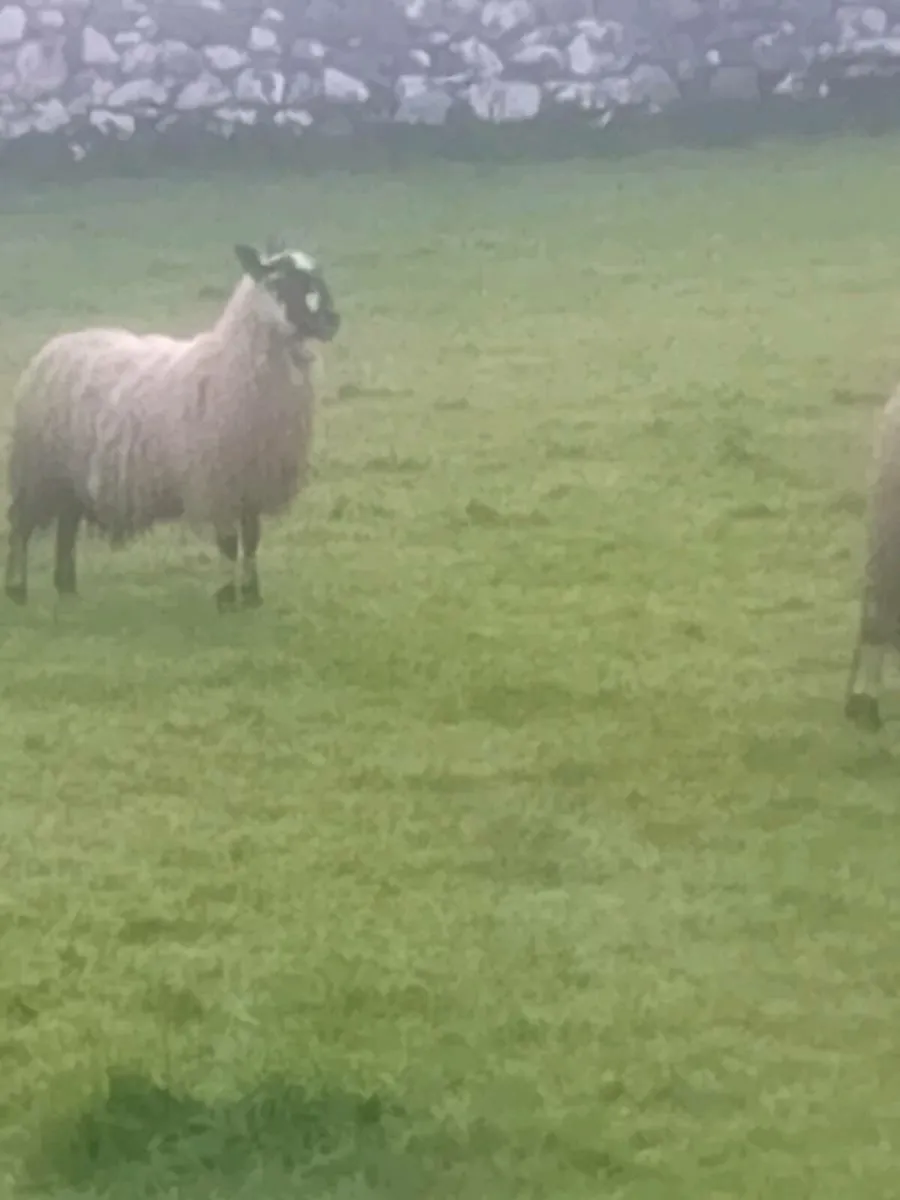 Mule ewe lambs - Image 4