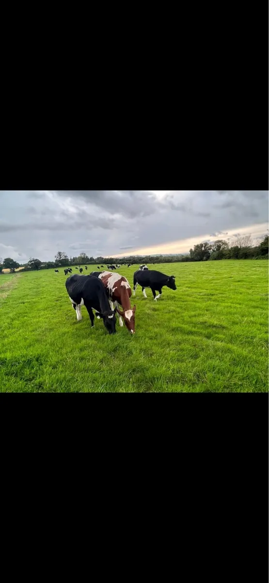 Contract rearing heifers - Image 2