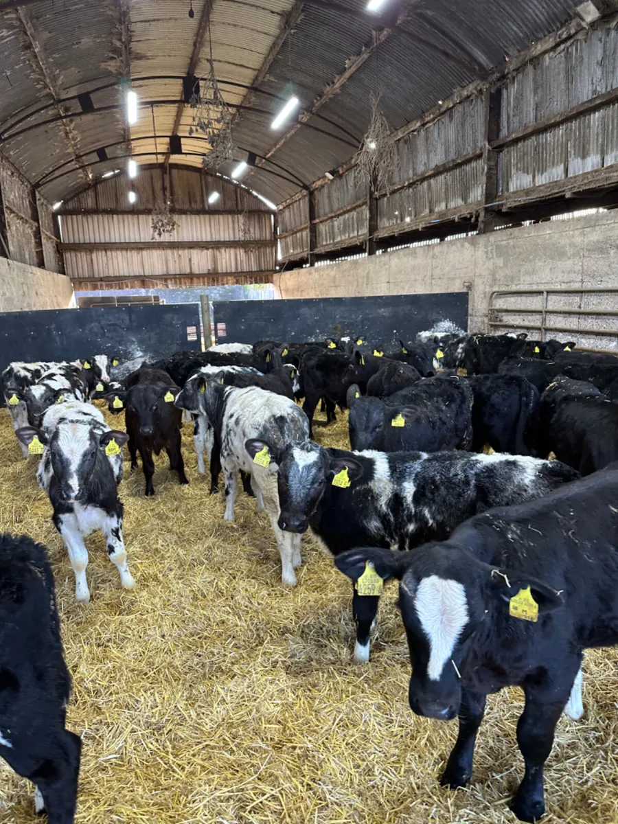 Angus and blue bulls - Image 3