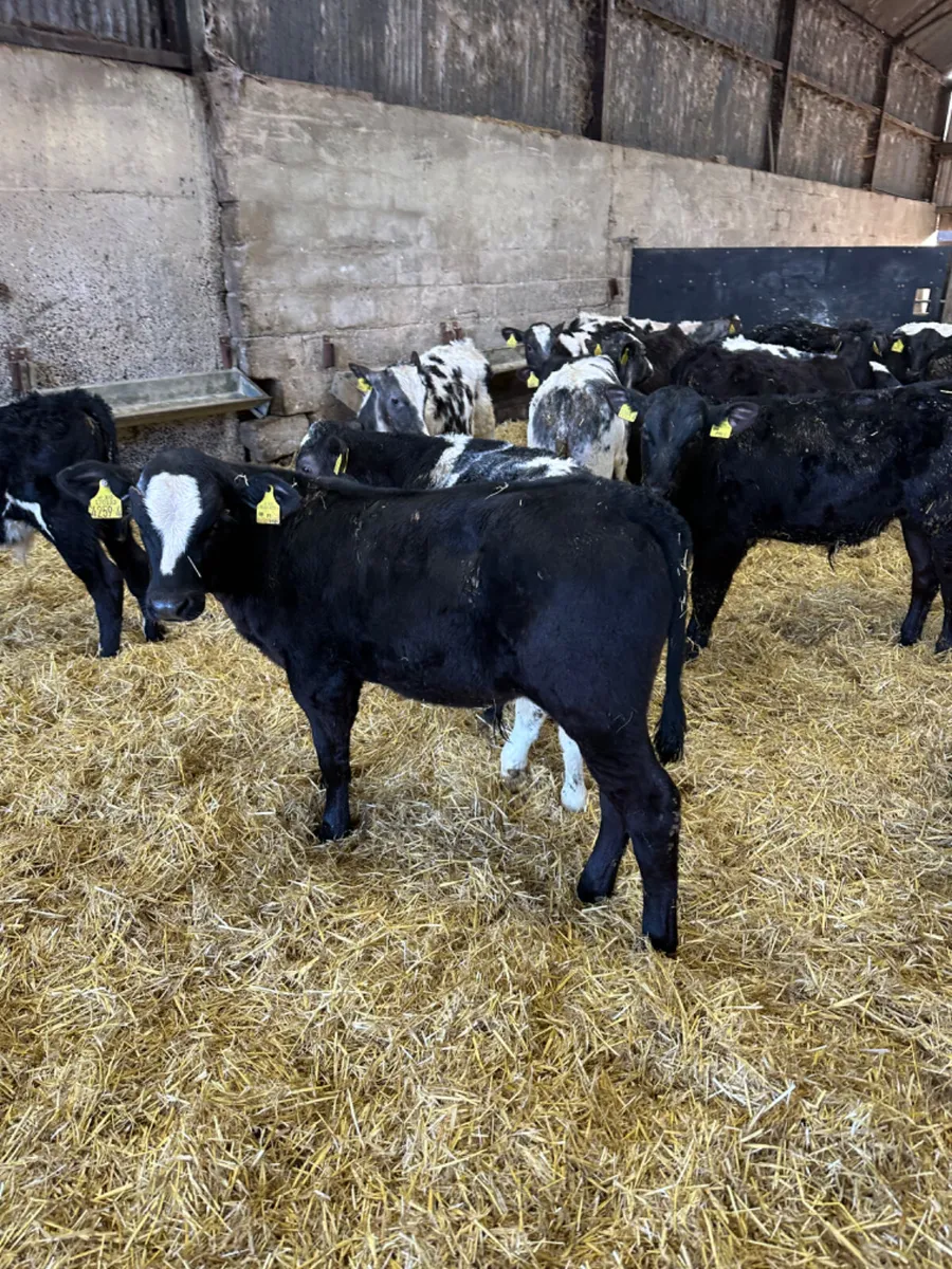 Angus and blue bulls - Image 4