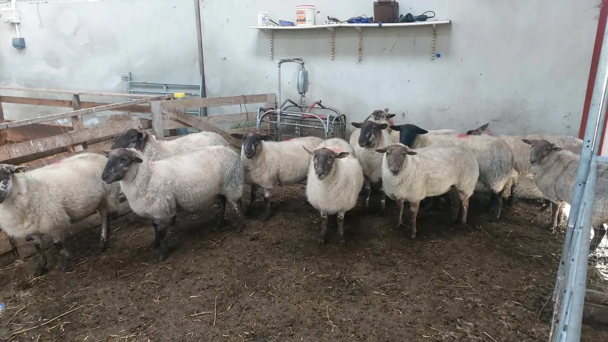 In Lamb Newzeland Suffolk crossed easicare ewes