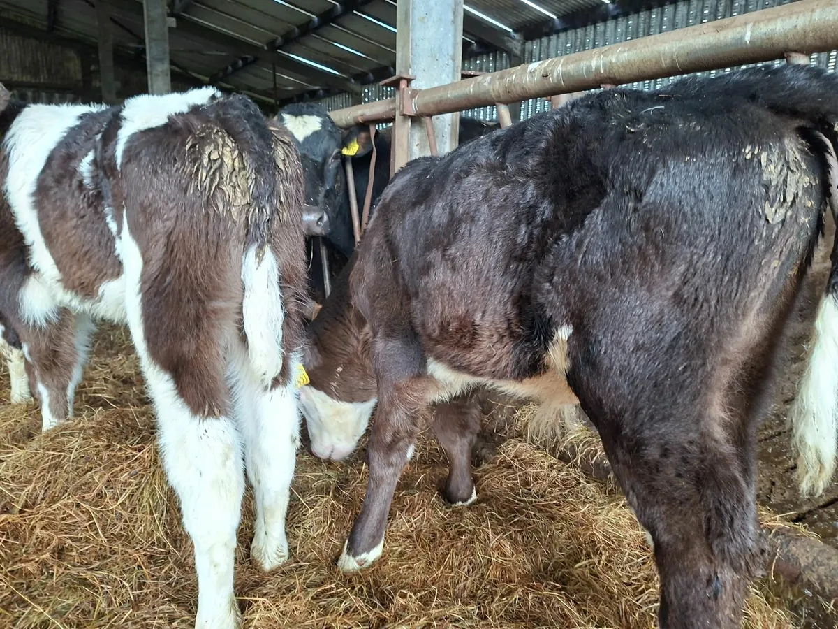Simmental Bull Calves - Image 2