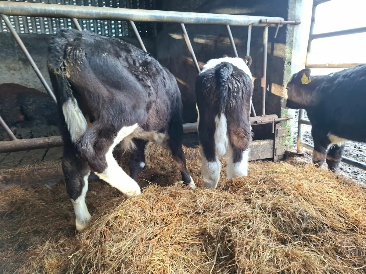 Simmental Bull Calves - Image 3