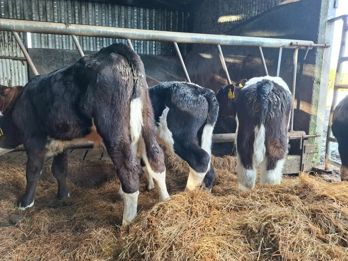 Simmental Bull Calves - Image 1
