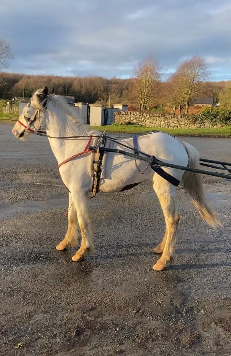 Halfbred Filly - Image 1