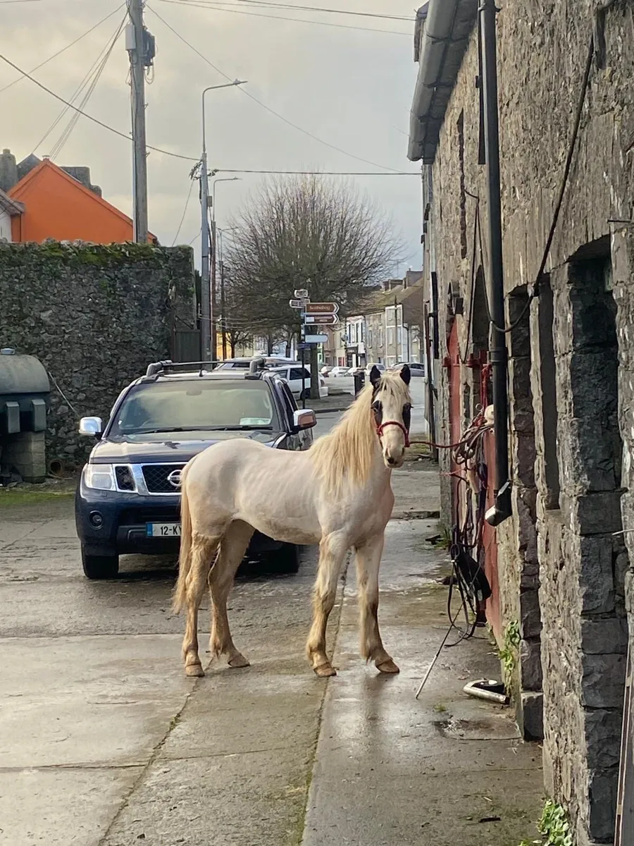 Halfbred Filly - Image 2