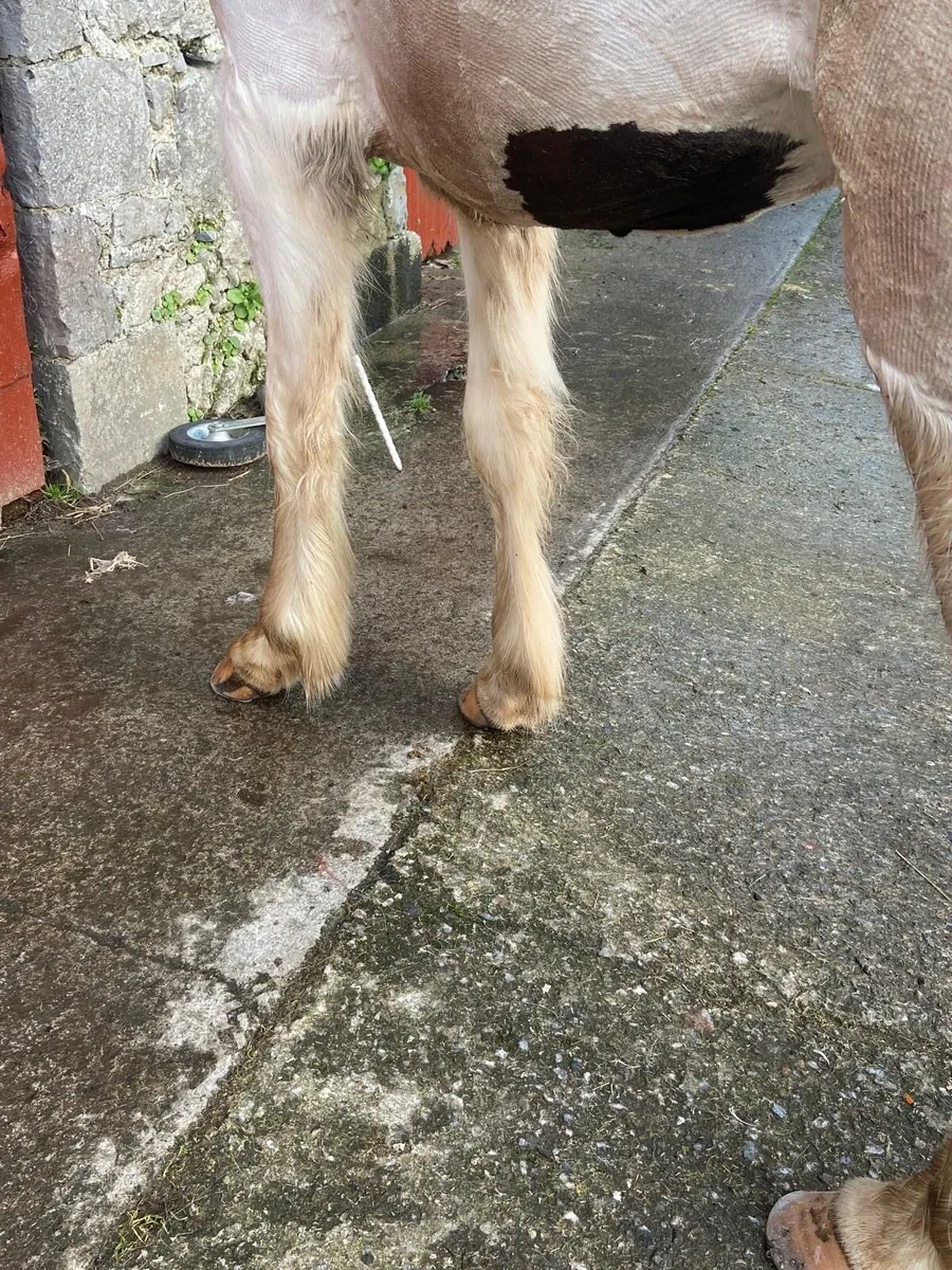 Halfbred Filly - Image 3