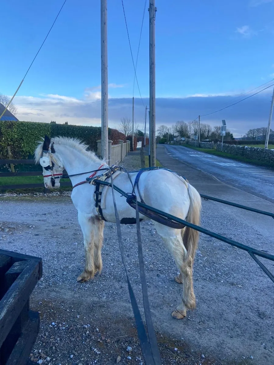 Halfbred Filly - Image 4