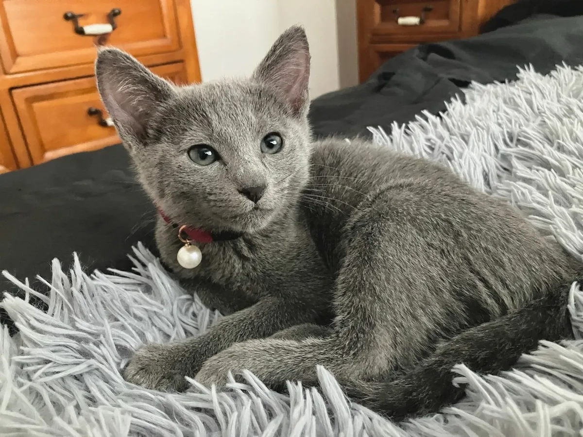 ✨ Russian Blue kittens - Ready now - Image 1