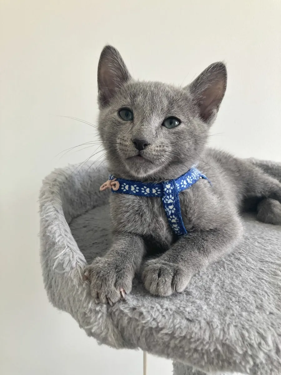 ✨ Russian Blue kittens - Ready now - Image 3