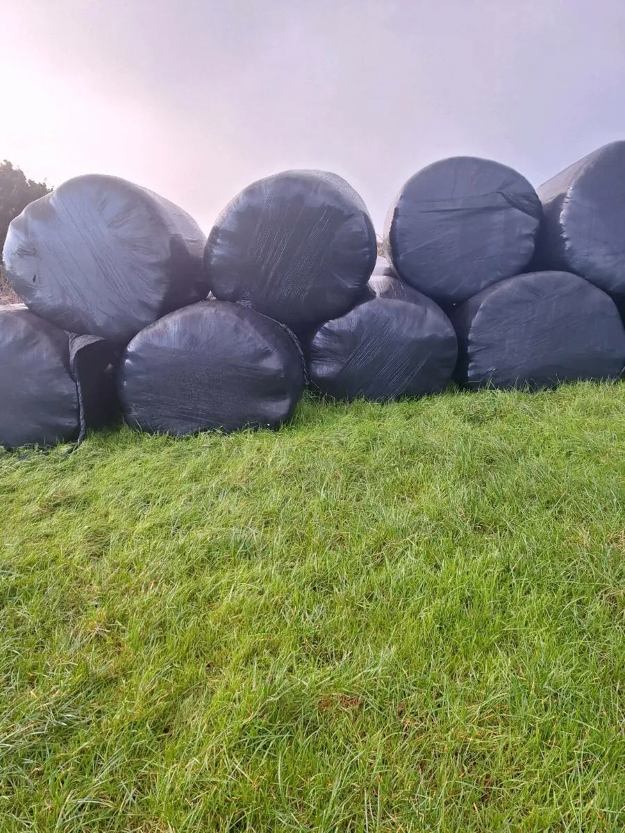 Silage - Image 2