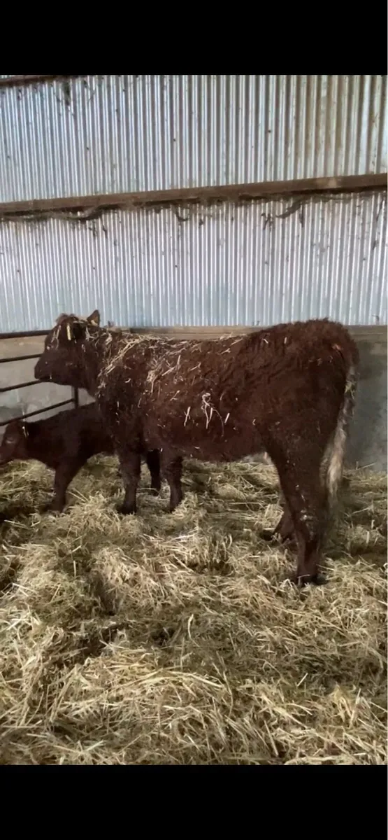 Pedigree Saler first calver with bull calf - Image 1