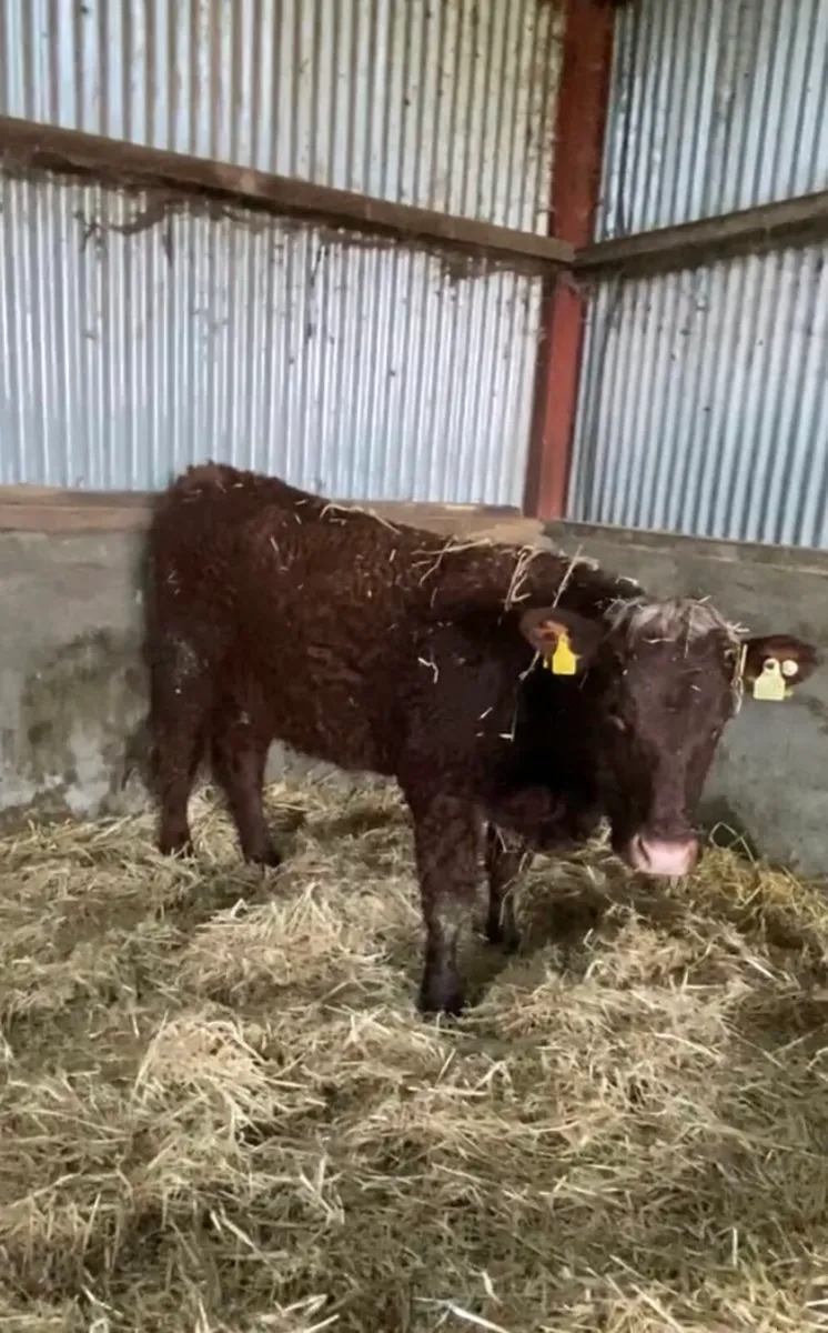 Pedigree Saler first calver with bull calf - Image 2