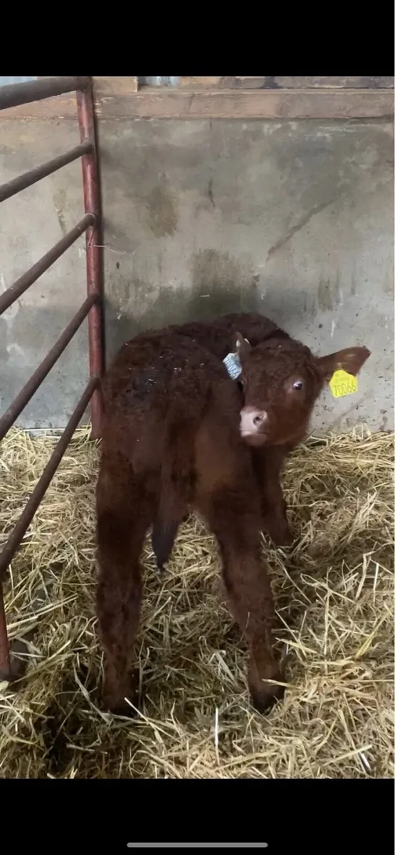Pedigree Saler first calver with bull calf - Image 3