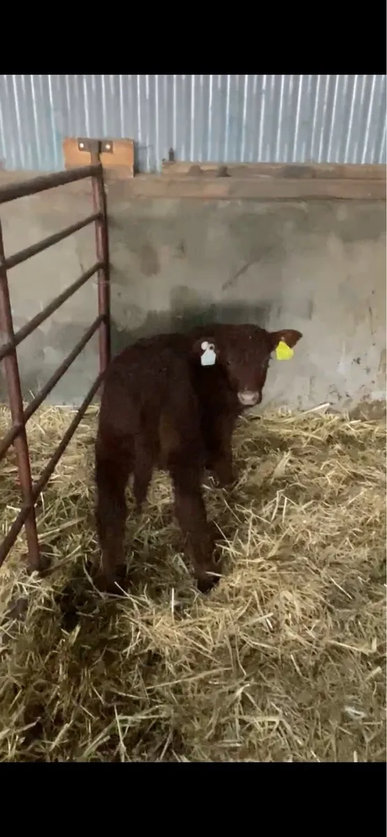 Pedigree Saler first calver with bull calf - Image 4