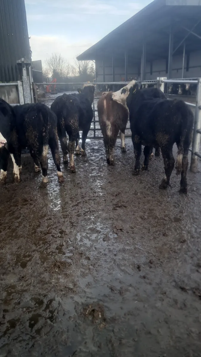 Hereford heifers - Image 4
