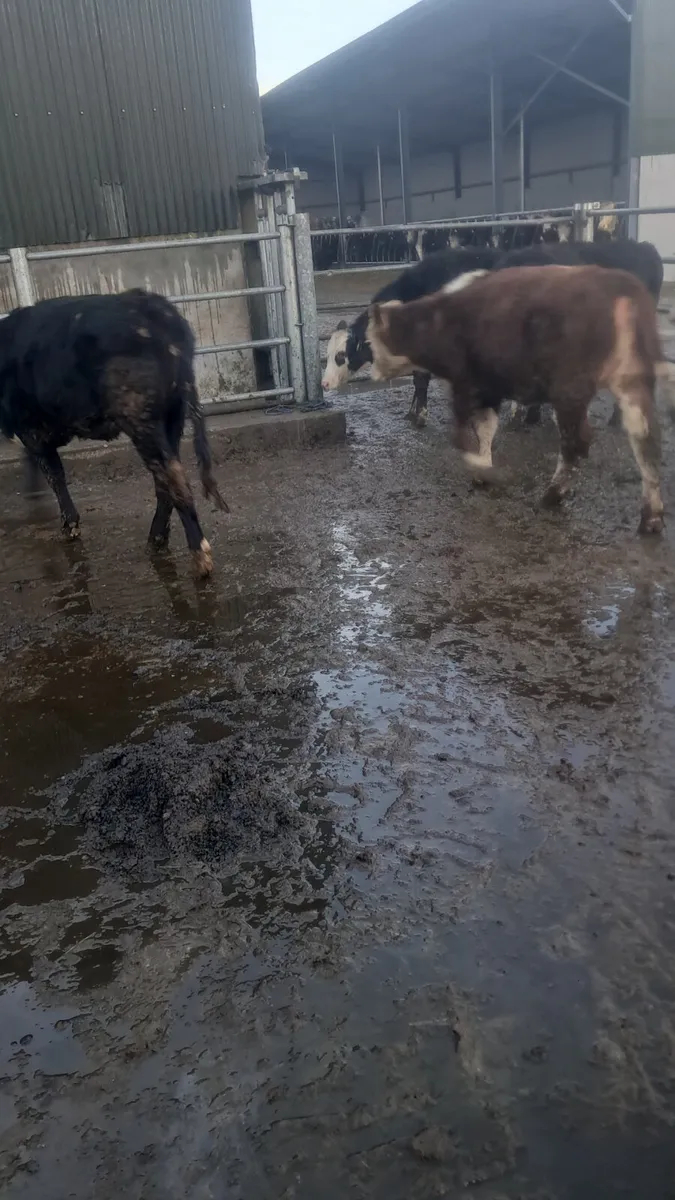 Hereford heifers - Image 2