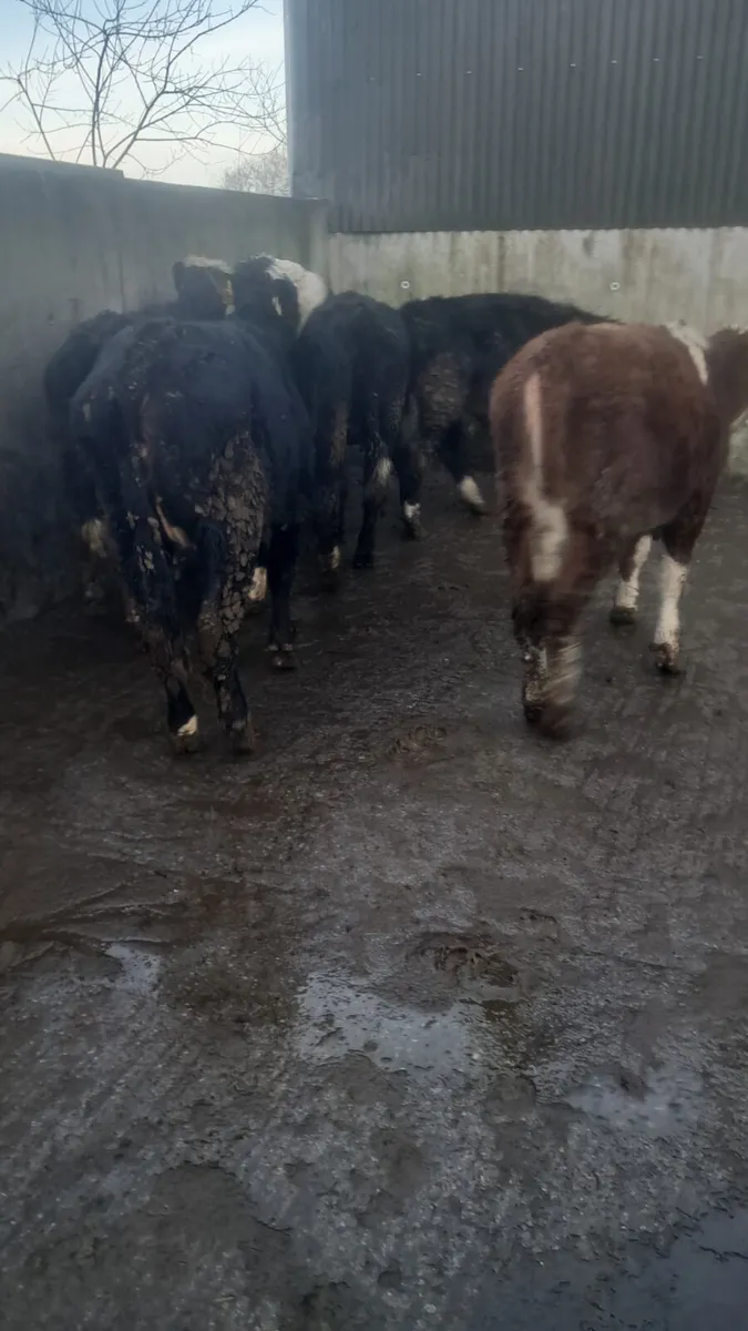 Hereford heifers - Image 1