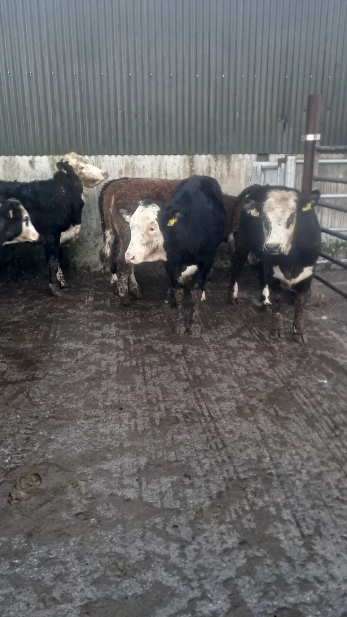 Hereford heifers - Image 3