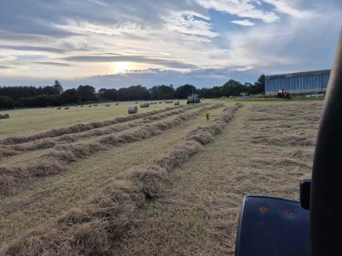 Hay and straw - Image 1
