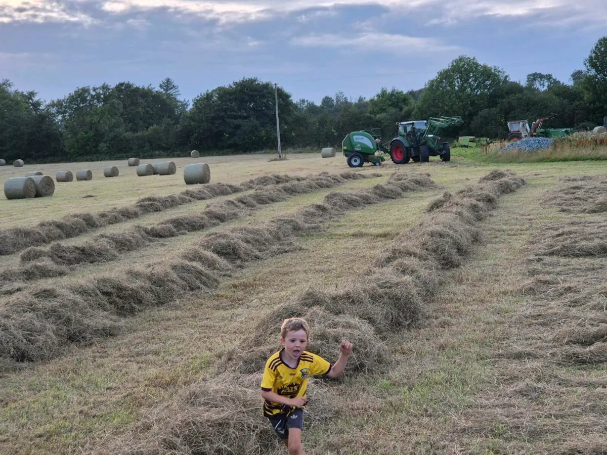 Hay and straw - Image 3