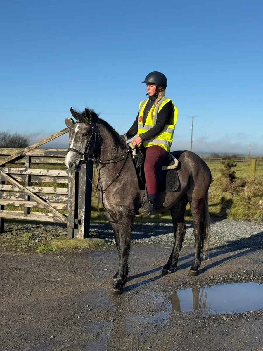 *! 14.1hh Full Connemara 4yr Gelding !* - Image 1