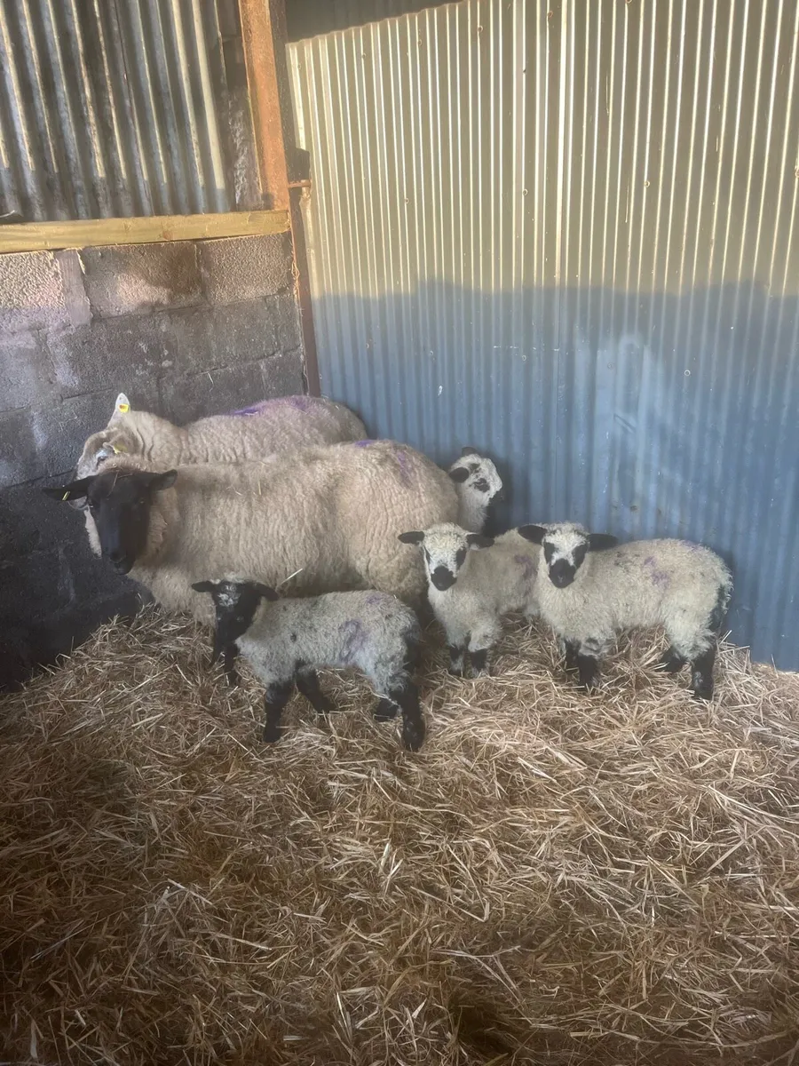 😍2 serious unique outfits 😍 - Image 2