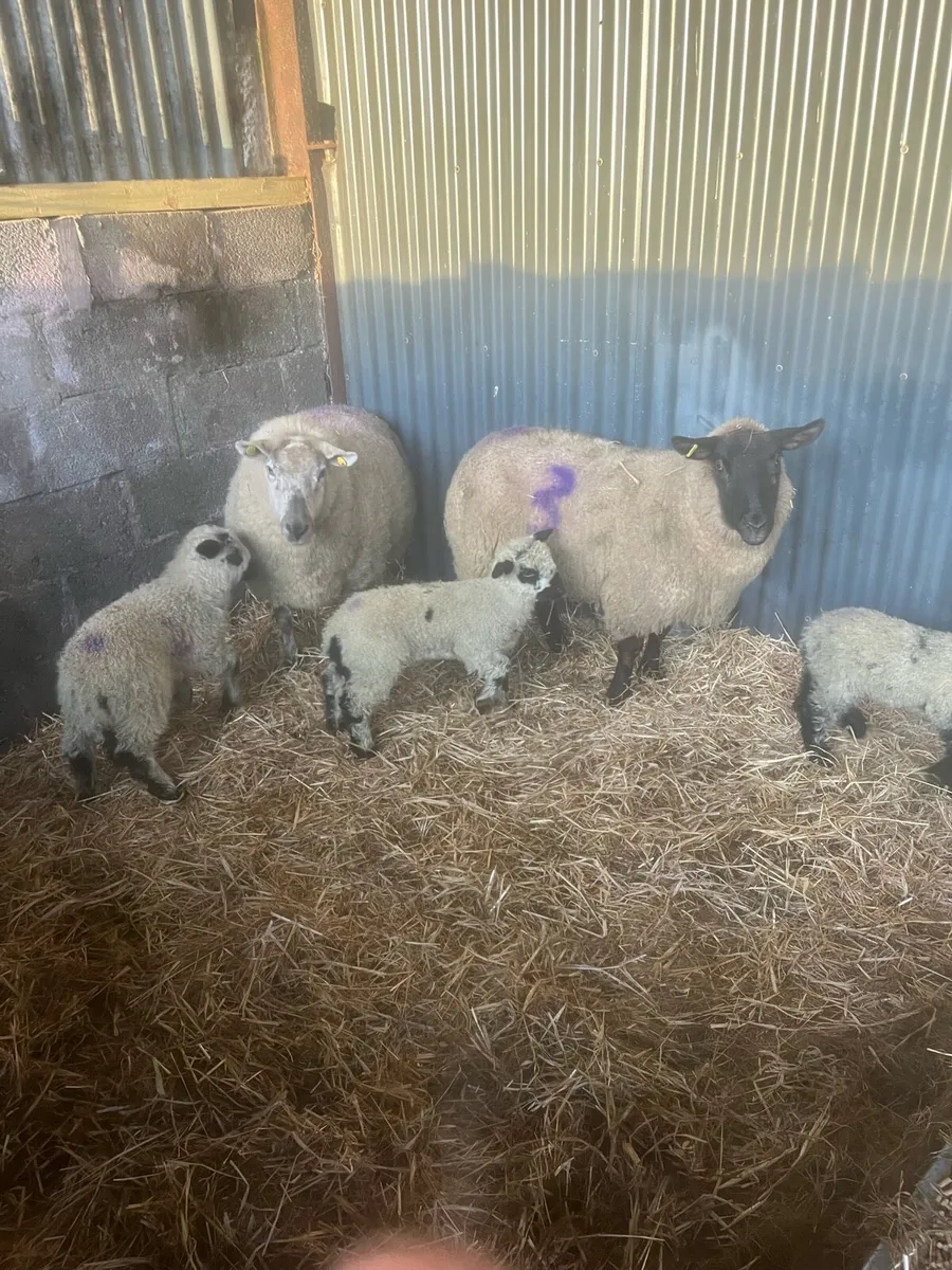 😍2 serious unique outfits 😍 - Image 3