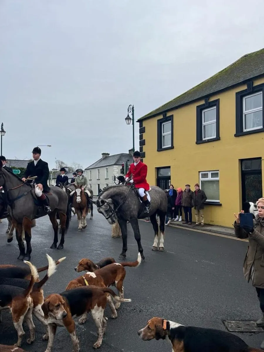 ☘️17.2 6yo Full Irish Draught☘️ - Image 4