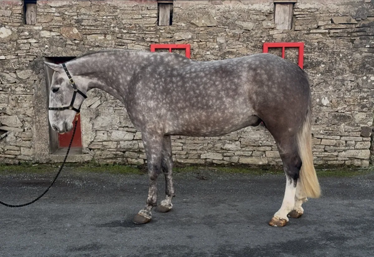 ☘️17.2 6yo Full Irish Draught☘️ - Image 1