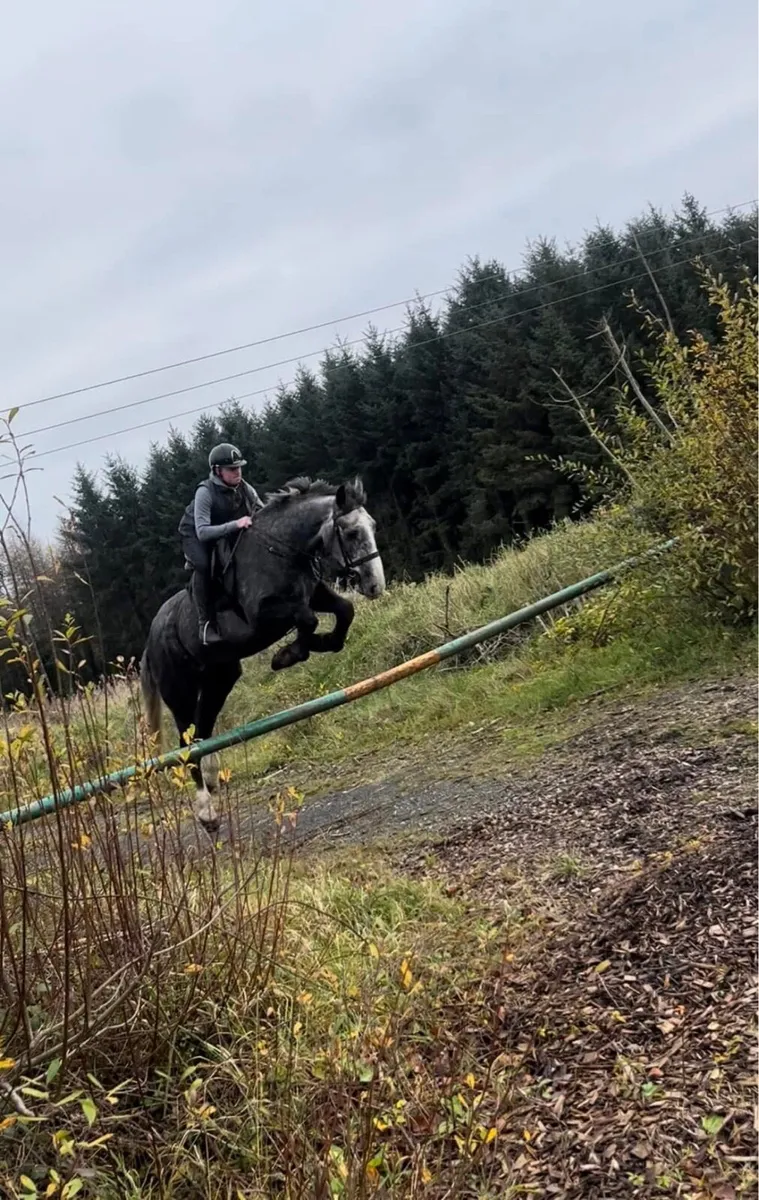 ☘️17.2 6yo Full Irish Draught☘️ - Image 2