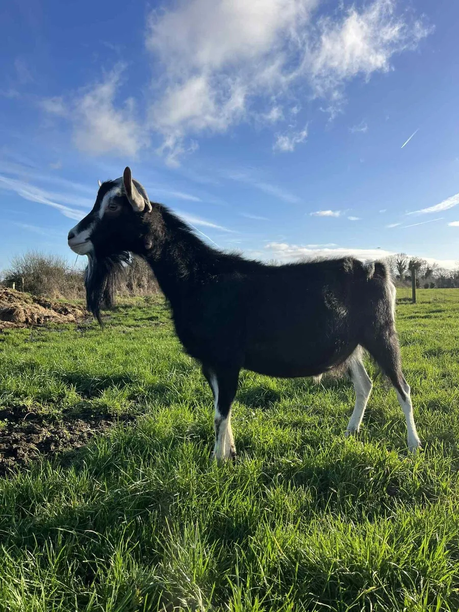 PBNR Alpine Male Goat - Image 2