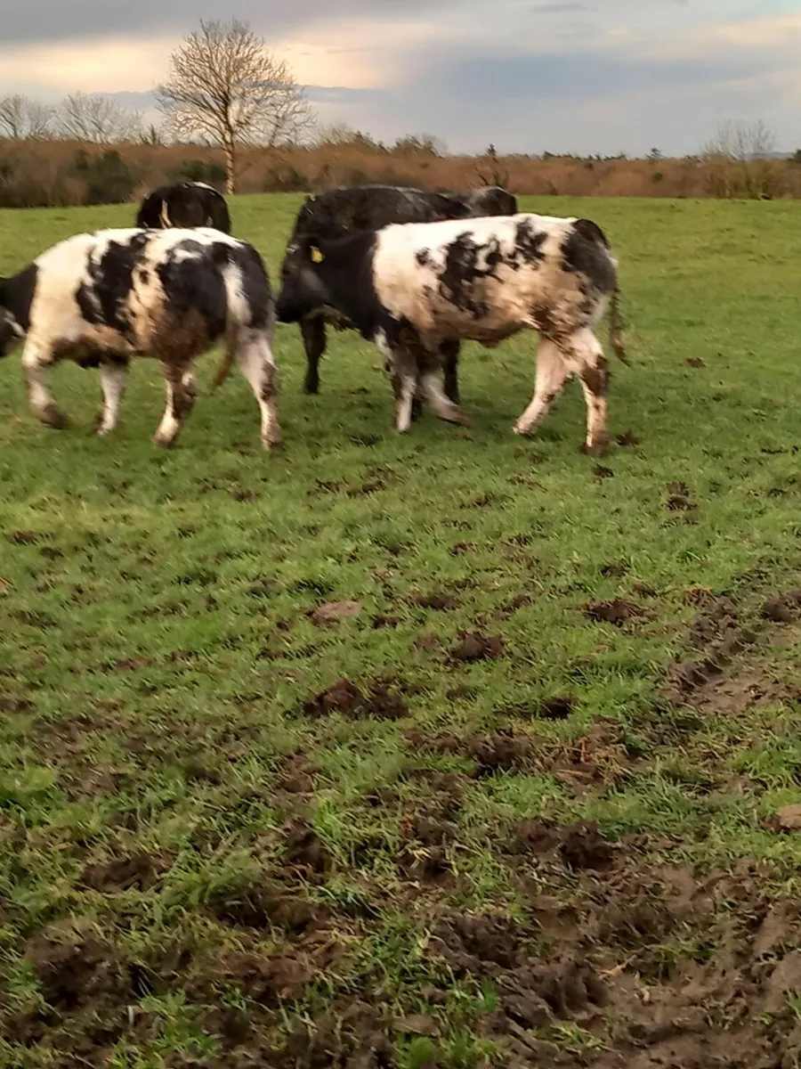 Blue hefers ennis mart tuesday - Image 1